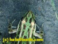 /home//u458753944/public_html/sourcegallery///////////////////////////////////////////////////////////////////////////Frogs/Mixed frogs/P7261325.JPG